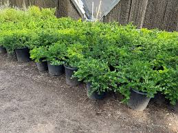 Attēlu rezultāti vaicājumam “Herniaria glabra flower”