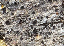 Attēlu rezultāti vaicājumam “Bacidia subincompta”