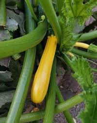 Attēlu rezultāti vaicājumam “Cucurbita pepo fruit”