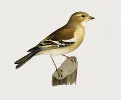 Attēlu rezultāti vaicājumam “Fringilla coelebs female”