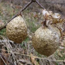 Attēlu rezultāti vaicājumam “Diplolepis bicolor”