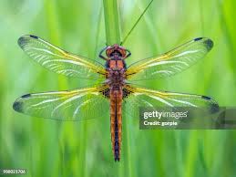 Attēlu rezultāti vaicājumam “Libellula fulva”