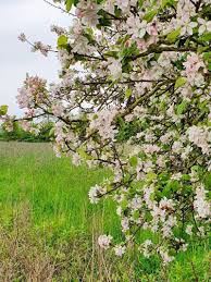 Attēlu rezultāti vaicājumam “Malus domestica flower”