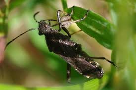 Attēlu rezultāti vaicājumam “Alydus calcaratus”