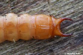 Attēlu rezultāti vaicājumam “Schizotus pectinicornis”