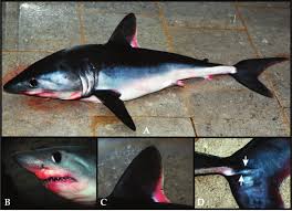 Image result for Lamna nasus