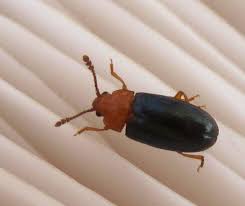 Attēlu rezultāti vaicājumam “Triplax aenea”