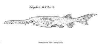 Image result for Polyodon spathula