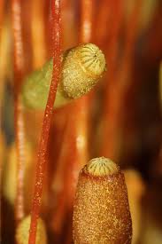 Attēlu rezultāti vaicājumam “Neckera complanata sporophyte”