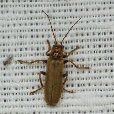 Attēlu rezultāti vaicājumam “Cantharis figurata”