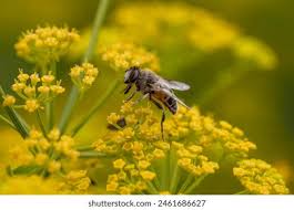 Attēlu rezultāti vaicājumam “Hemipenthes morio”