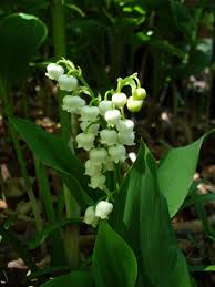 Attēlu rezultāti vaicājumam “Convallaria majalis fruit”