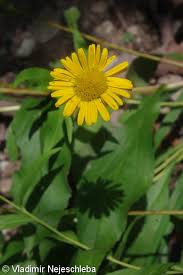 Image result for Buphthalmum salicifolium