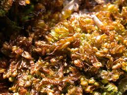 Attēlu rezultāti vaicājumam “Odontoschisma denudatum”