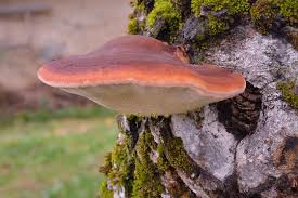 Attēlu rezultāti vaicājumam “Fistulina hepatica”