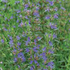 Attēlu rezultāti vaicājumam “Hyssopus officinalis flower”