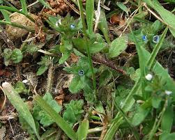 Attēlu rezultāti vaicājumam “Veronica agrestis flower”