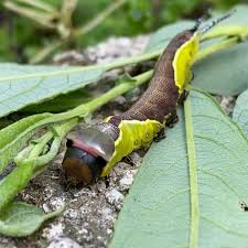 Attēlu rezultāti vaicājumam “Cerura vinula”
