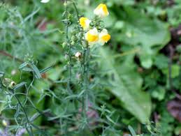 Image result for Linaria vulgaris