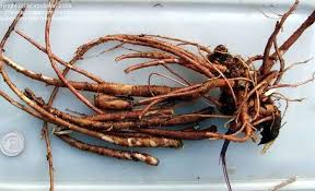 Attēlu rezultāti vaicājumam “Peucedanum palustre fruit”