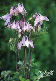 Image result for Aquilegia vulgaris