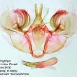 Attēlu rezultāti vaicājumam “Hydriomena impluviata”