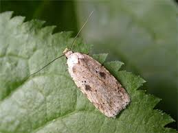 Attēlu rezultāti vaicājumam “Agonopterix aranella”