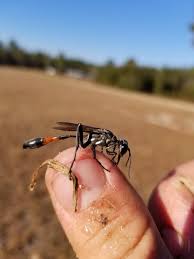 Attēlu rezultāti vaicājumam “Ammophila sp.”