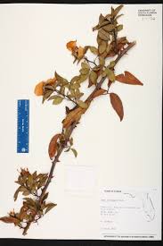 Attēlu rezultāti vaicājumam “Xylita laevigata”