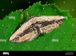 Attēlu rezultāti vaicājumam “Horisme vitalbata”