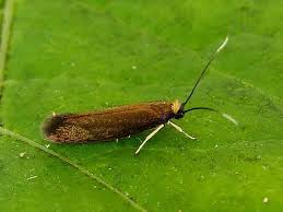 Attēlu rezultāti vaicājumam “Roeslerstammia erxlebella”