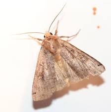 Attēlu rezultāti vaicājumam “Xestia baja”