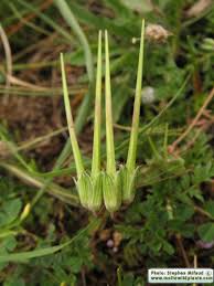 Attēlu rezultāti vaicājumam “Erodium cicutarium bud”