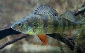 Image result for Perca flavescens