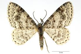 Attēlu rezultāti vaicājumam “Hydrelia sylvata”