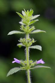 Attēlu rezultāti vaicājumam “Acinos arvensis flower”