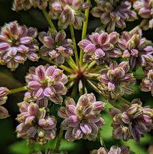 Attēlu rezultāti vaicājumam “Angelica palustris”