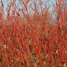 Attēlu rezultāti vaicājumam “Cornus sericea”