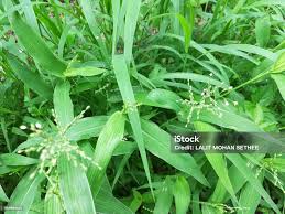 Attēlu rezultāti vaicājumam “Milium effusum leaf”
