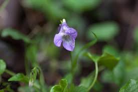 Attēlu rezultāti vaicājumam “Viola mirabilis flower”