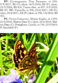 Attēlu rezultāti vaicājumam “Carterocephalus palaemon”