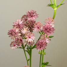 Attēlu rezultāti vaicājumam “Astrantia major flower”