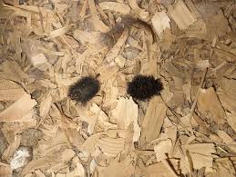 Attēlu rezultāti vaicājumam “Agelastica alni larva”