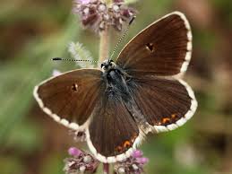 Attēlu rezultāti vaicājumam “Aricia artaxerxes  male”