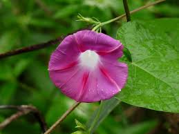 Image result for Ipomoea purpurea