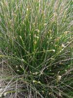 Attēlu rezultāti vaicājumam “Trichophorum cespitosum”