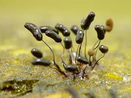 Attēlu rezultāti vaicājumam “Comatricha nigra macro”