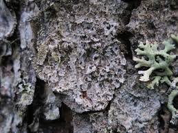 Attēlu rezultāti vaicājumam “Parmeliella triptophylla”