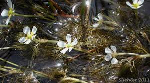 Attēlu rezultāti vaicājumam “Batrachium”