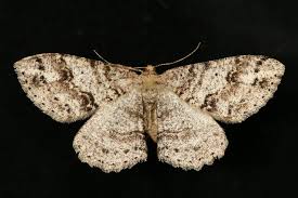 Attēlu rezultāti vaicājumam “Idaea seriata”